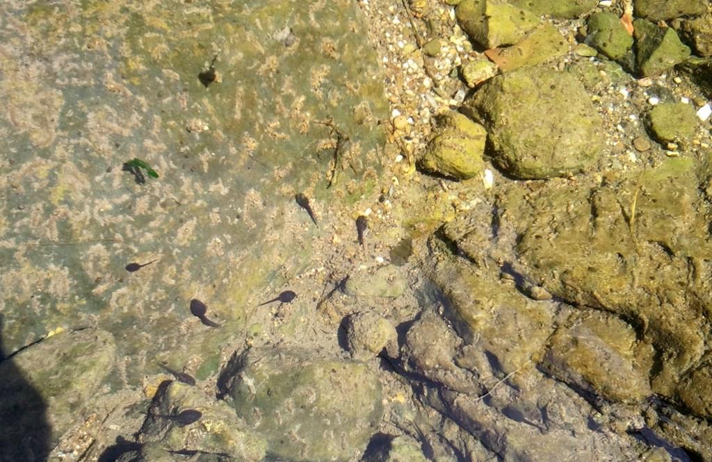 Rio Salivoli (Piombino) - rospi smeraldini in città!